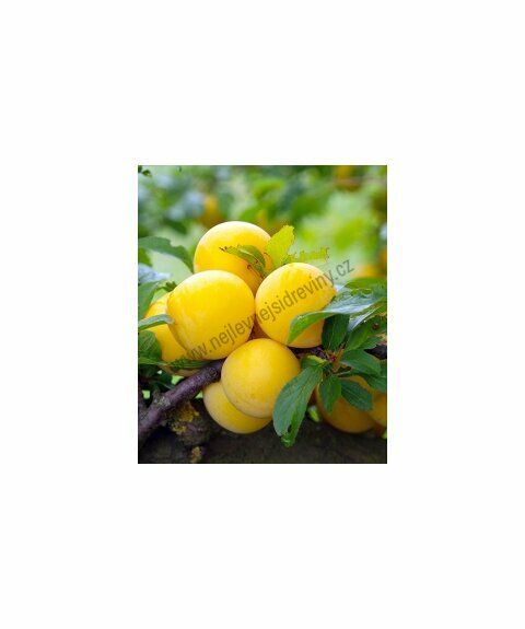 Ringlota Ulena, volnokořeněná Prunus domestica ‘Ulena‘